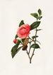 Camellia - Louis Prang — artwork view