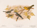 1 2 Chestnut-sided Warbler 1 Male 2 Female 3 Yellow Warbler - Louis Prang Co — artwork view