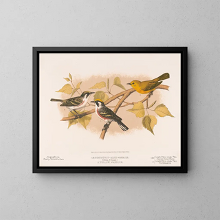1 2 Chestnut-sided Warbler 1 Male 2 Female 3 Yellow Warbler - Louis Prang Co — framed artwork on a wall