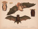 1 2 Red Bat Lasiurus noveboracensis 3 4 Small Brown Bat Vespertillo subulatus - Louis Prang Co — artwork view