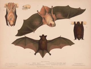 1 2 Red Bat Lasiurus noveboracensis 3 4 Small Brown Bat Vespertillo subulatus - Louis Prang Co — artwork view
