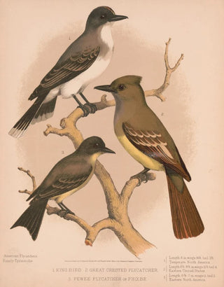 Louis Prang Co - 1 King bird 2 Great crested flycatcher 3 Pewee flycatcher or phbe.webp
