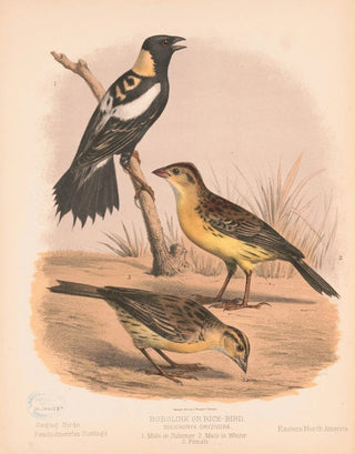 Louis Prang Co - Bobolink or Ricebird Dolichonyx oryzivora 1 Male in summer 2 Male in winter 3 Female.webp