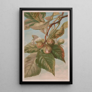 Louis Prang Co - Broom hickory or pignut Carya porcina.webp