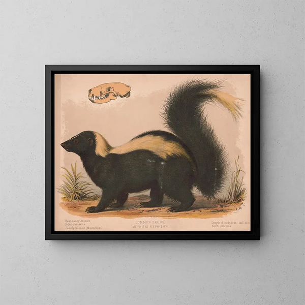 Moufette commune - Louis Prang Co — framed artwork on a wall