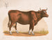 Cow - Louis Prang Co — artwork view