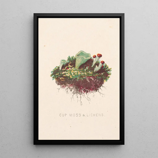 Lichens à gobelet - Louis Prang Co — framed artwork on a wall