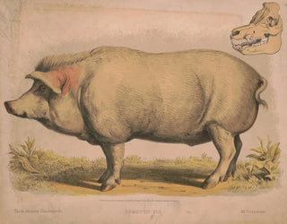Pig domestique - Louis Prang Co — artwork view