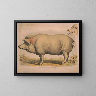 Pig domestique - Louis Prang Co — framed artwork on a wall
