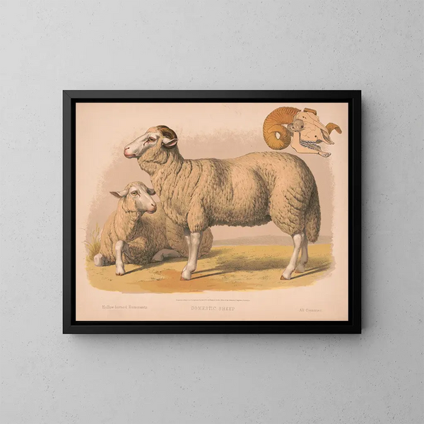Domestic Sheep - Louis Prang Co — framed artwork on a wall