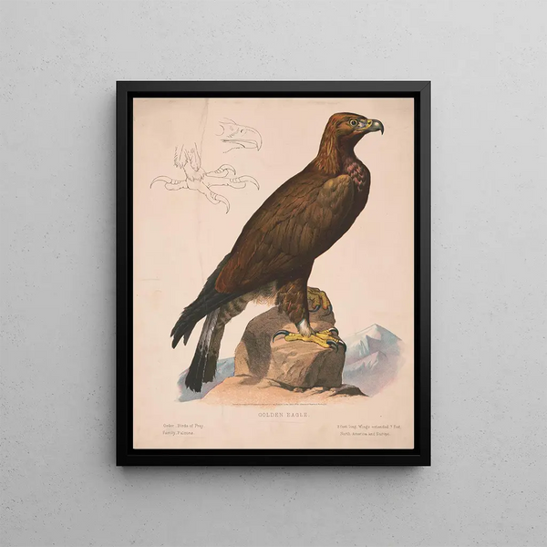 Golden Eagle - Louis Prang Co — framed artwork on a wall