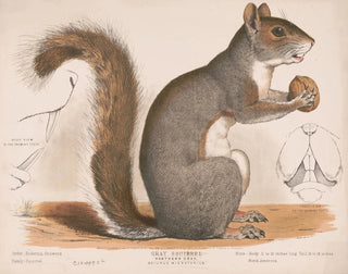 Squirrel Gray Painting - Louis Prang Co — artwork view
