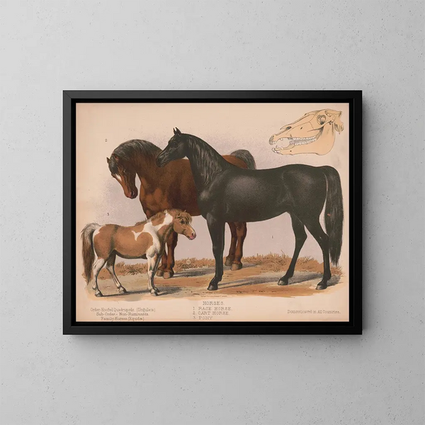 Horses 1 Racehorse 2 Draft horse 3 Pony - Louis Prang Co — framed artwork on a wall