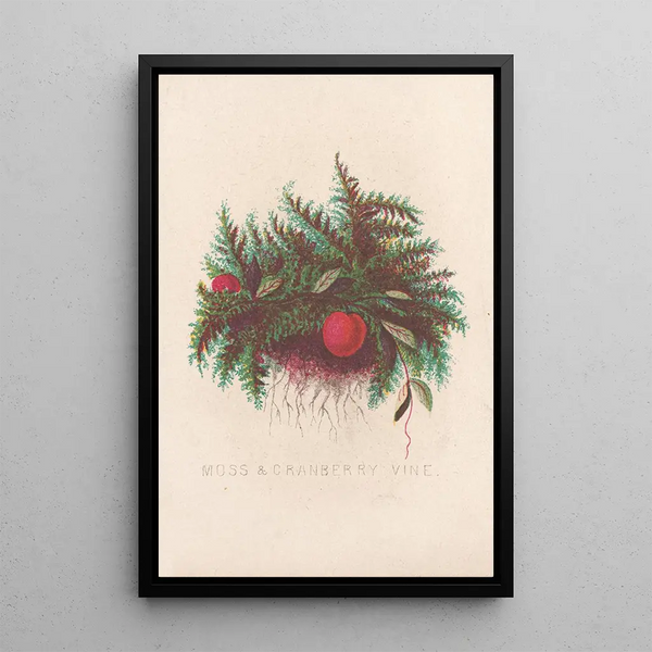 Cranberry Vine Mousse - Louis Prang Co — framed artwork on a wall