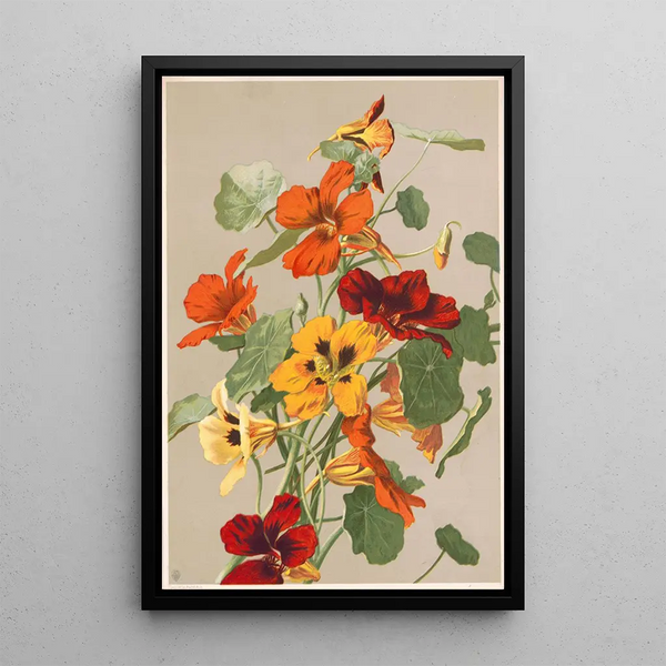 Capucines - Louis Prang Co — framed artwork on a wall
