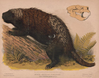 North American Porcupine Painting - Louis Prang Co — artwork view