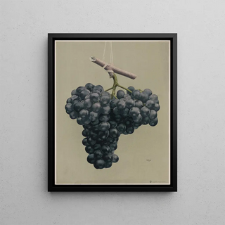 Louis Prang Co - Prize black Alicante grapes.webp
