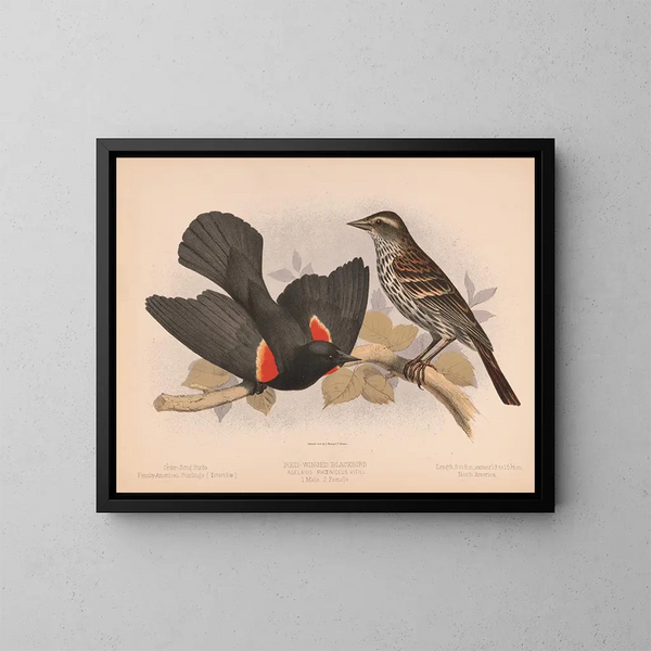 Carouge à épaulettes - Louis Prang Co — framed artwork on a wall