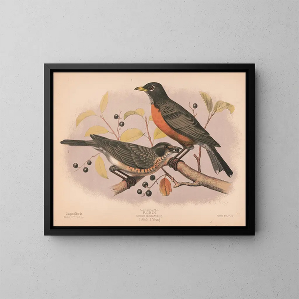 Migratory thrush 1 Adult 2 Juveniles - Louis Prang Co — framed artwork on a wall