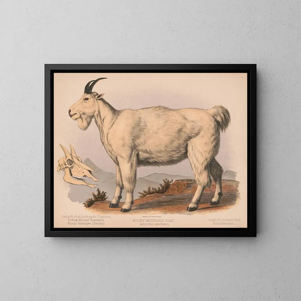 Mountain Goat Painting - Louis Prang Co — framed artwork on a wall