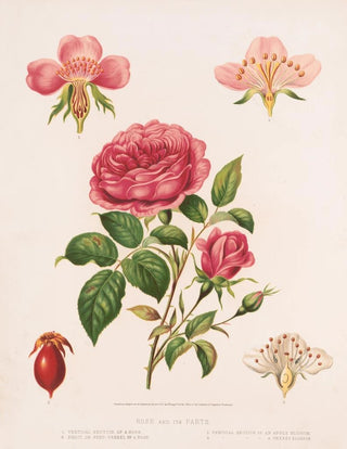 Louis Prang Co - Rose and its parts.webp