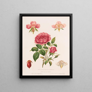 Louis Prang Co - Rose and its parts.webp