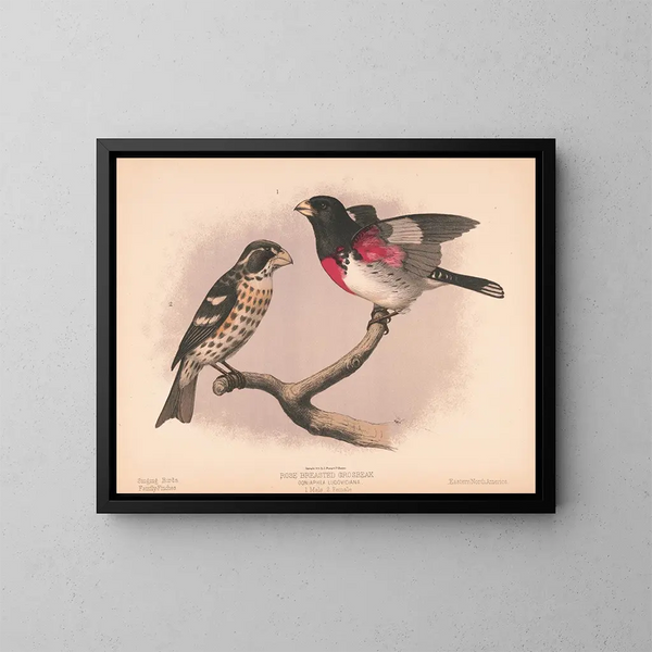 Large-billed Rosy-Finch - Louis Prang Co — framed artwork on a wall