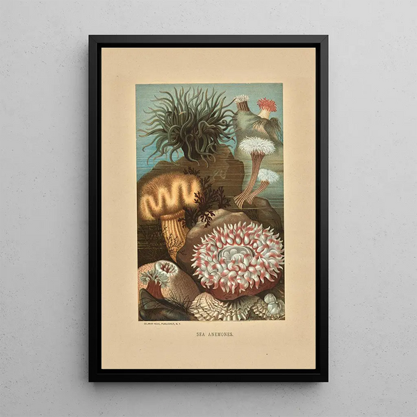 Anémones de mer - Louis Prang Co — framed artwork on a wall