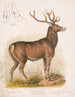 The American elk - Louis Prang Co — artwork view