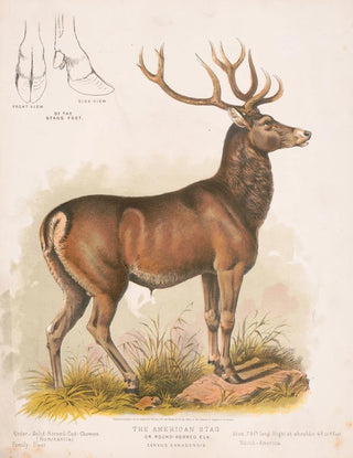 Louis Prang Co - The American stag or roundhorned elk Cervus Canadensis.webp