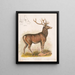 The American elk - Louis Prang Co — framed artwork on a wall