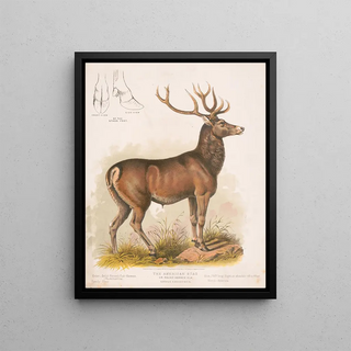 Louis Prang Co - The American stag or roundhorned elk Cervus Canadensis.webp
