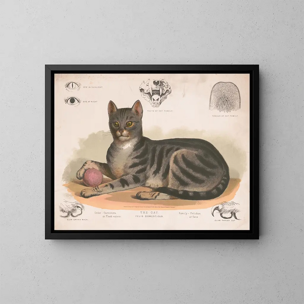 The domestic cat - Louis Prang Co — framed artwork on a wall