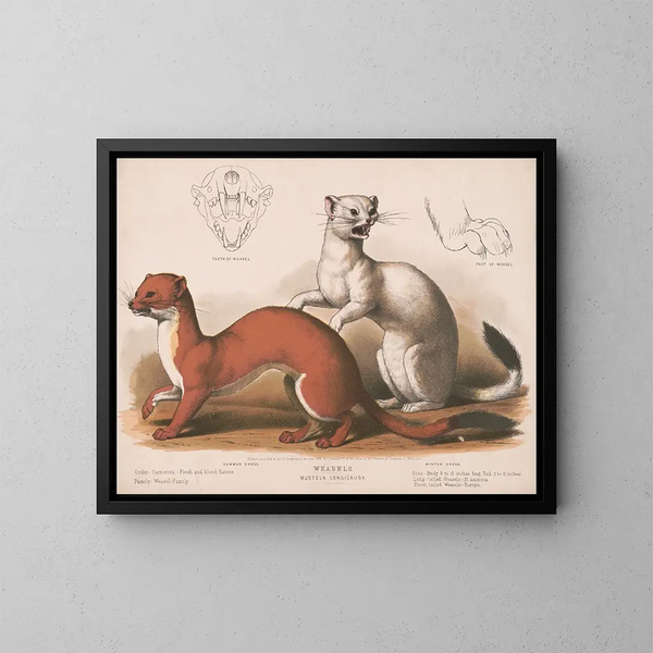 Fouines Mustela longicauda - Louis Prang Co — framed artwork on a wall
