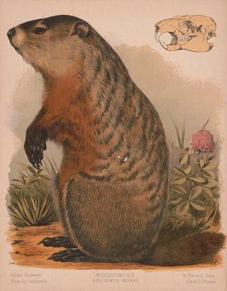 Louis Prang Co - Woodchuck Arctomys monax.webp