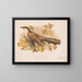 Coucou à bec jaune - Louis Prang Co — framed artwork on a wall