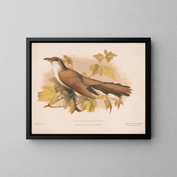 Coucou à bec jaune - Louis Prang Co — framed artwork on a wall