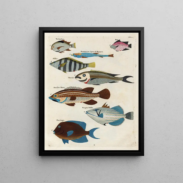 Fish, Crawfish, and Crabs of Various Colors and Extraordinary Figures Pl001 - Louis Renard — framed artwork on a wall