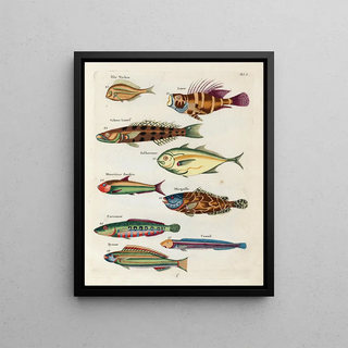 Louis Renard - Poissons ecrevisses et crabes de diverses couleurs et figures extraordinaires Pl006.webp