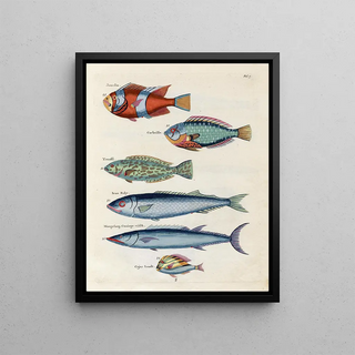 Louis Renard - Poissons ecrevisses et crabes de diverses couleurs et figures extraordinaires Pl007.webp