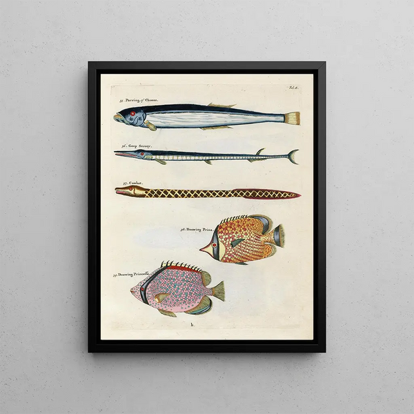 Fish, Crawfish, and Crabs of Various Colors and Extraordinary Figures Pl008 - Louis Renard — framed artwork on a wall