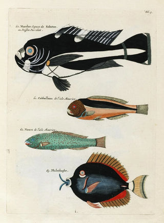 Louis Renard - Poissons ecrevisses et crabes de diverses couleurs et figures extraordinaires Pl009.webp