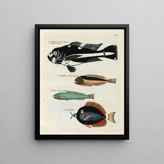 Louis Renard - Poissons ecrevisses et crabes de diverses couleurs et figures extraordinaires Pl009.webp