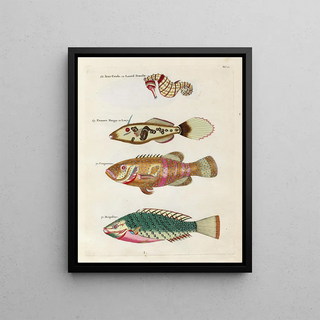 Louis Renard - Poissons ecrevisses et crabes de diverses couleurs et figures extraordinaires Pl011.webp