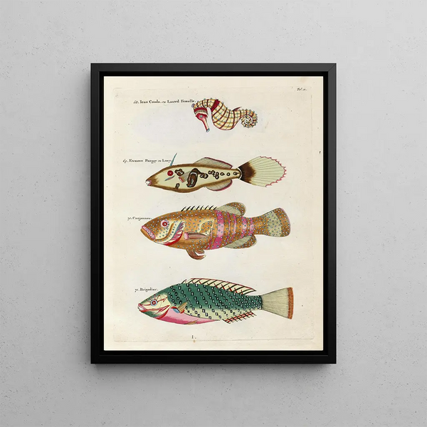 Fish, Crawfish, and Crabs of Various Colors and Extraordinary Figures Pl011 - Louis Renard — framed artwork on a wall