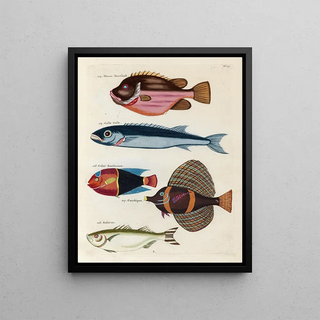 Louis Renard - Poissons ecrevisses et crabes de diverses couleurs et figures extraordinaires Pl019.webp