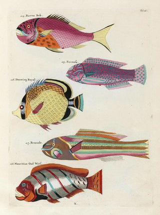 Louis Renard - Poissons ecrevisses et crabes de diverses couleurs et figures extraordinaires Pl021.webp