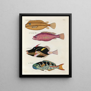 Louis Renard - Poissons ecrevisses et crabes de diverses couleurs et figures extraordinaires Pl028.webp