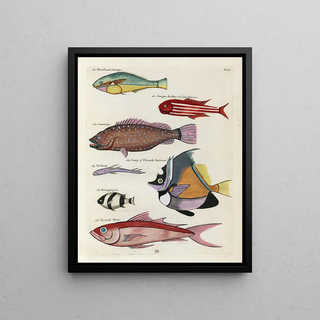 Louis Renard - Poissons ecrevisses et crabes de diverses couleurs et figures extraordinaires Pl030.webp
