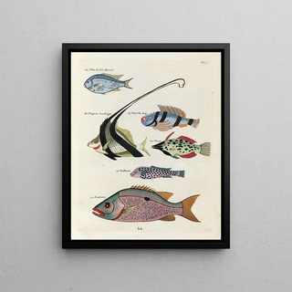 Louis Renard - Poissons ecrevisses et crabes de diverses couleurs et figures extraordinaires Pl031.webp